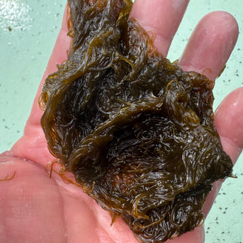 天然の糸モズク　期間限定 1kg 魚介類/海藻通販