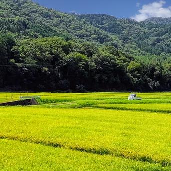 【玄米】 5kg 新米 特別栽培米 こしひかり 京都府産 玄米5kg　1袋 米・穀物/玄米通販