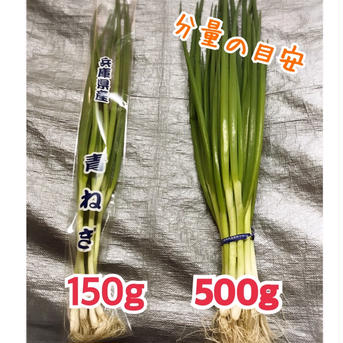ネギ好き必見！【国産新鮮青ネギ】3kg/兵庫県産 3kg 野菜/ねぎ通販