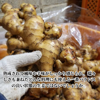 Jasmine 囲い生姜 20kg 農薬肥料栽培期間中不使用 囲い生姜 農薬肥料栽培期間中不使用 露地栽培 熊本県産 4kg | 野菜