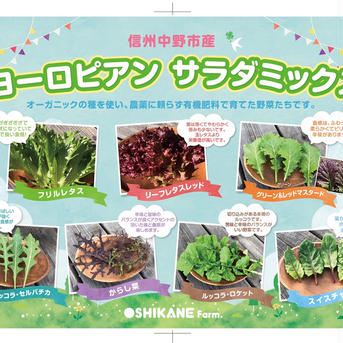 ▪️健康セット▪️えのき茸と栽培期間中農薬不使用のヨーロピアンサラダミックス サラダミックス7パック(1パック60g)えのき茸3株(1株約310g) 野菜/野菜セット・詰め合わせ通販