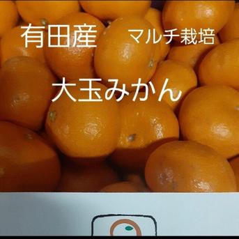 和歌山県有田産 マルチ栽培大玉みかん10kg | 果物/温州みかん 産直