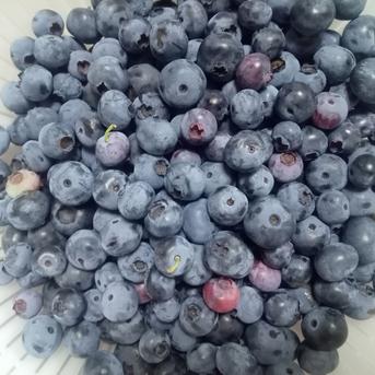 冷凍中粒ブルーベリー3kg 大人気！ 国産 冷凍ブルーベリー3kg 完熟果実を瞬間冷凍【送料無料
