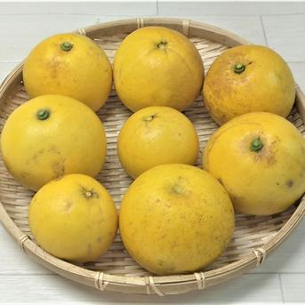 自然栽培の文旦（ぶんたん）農薬不使用（無農薬）栽培 自然栽培の文旦　3.0㎏ 果物/オレンジ・その他みかん通販