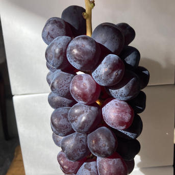 超希少新品種 富士の輝 1房600g以上 ブラックシャインマスカット