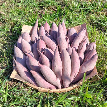 農家直送 自然栽培無農薬さつまいも(べにはるか) 10kg 小サイズ 自然栽培さつま芋「べにはるか10kg」（規格外品含む・小～中サイズ