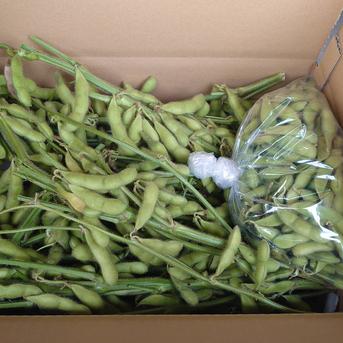 朝採り直送！特別栽培の枝豆（湯上り娘）2kg！ 枝付き1.5kg 房500g　合計2kg 野菜/豆類通販