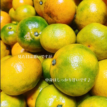 有田みかん 4.5キロ訳ありみかん B級品 サイズ混合 ｜ 果物/温州