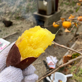 猪野農園の紅はるか3kg 千葉県産 農薬・化学肥料不使用 3kg 野菜/さつまいも通販
