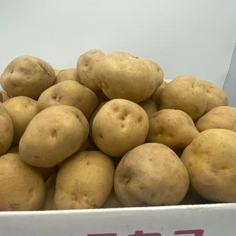 男爵（だんしゃく）いも　Ｌサイズ　じゃがいも　１０キロ　北海道　ニセコ １０キロ 野菜/じゃがいも通販