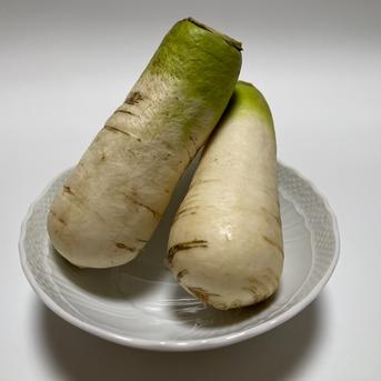 おろしそばに最適! 福井県産 辛味大根(品種名:ねずみ大根) 400~600g