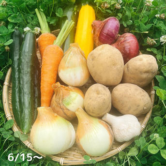 【限定】旬のたっぷり夏野菜セット（クール便） 80サイズ【夏野菜5~7品目】 野菜/野菜セット・詰め合わせ通販