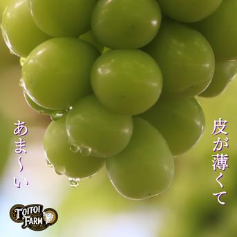 【贈答用】岡山県産シャインマスカット2房［1.4キロ以上］贈答用大きめの房【ギフト】 2房　1.4kg 果物/ぶどう通販