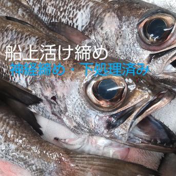 【船上神経締め】深海の高級魚ムツ(一匹約500g) 1匹約500g 魚介類/その他魚介通販
