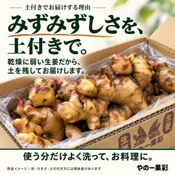 先行予約・11月5日発送開始】高知県産 土付き新生姜 3kg｜やの一果彩