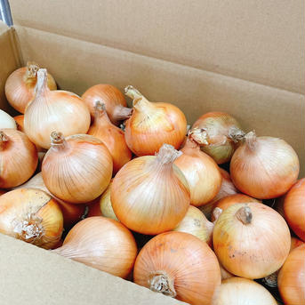 小玉淡路島たまねぎ（10キロ） 10kg 野菜/玉ねぎ通販