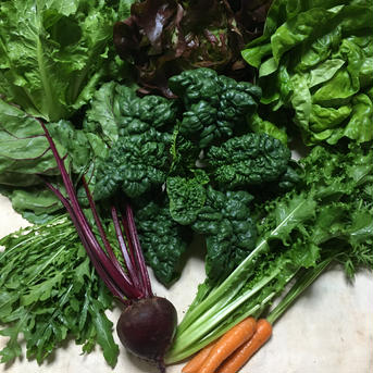 【化成肥料・農薬不使用】希少品種!西洋野菜セット(おまかせ７種類) おまかせお野菜を７種類 野菜/野菜セット・詰め合わせ通販