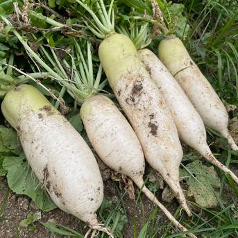 【自然栽培】大根（だいこん）10㎏（農薬・肥料不使用） 10kg 野菜/大根通販