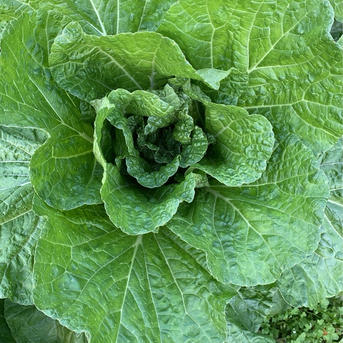 霜降りミニ白菜】 兵庫県香美町産「ミニ白菜」8玉 | 野菜/白菜 産直