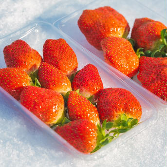 【日時指定可、最短翌日出荷】朝採れ新鮮！酸味の少ないイチゴ🍓（200g×4パック） 200g×4パック 果物/いちご通販