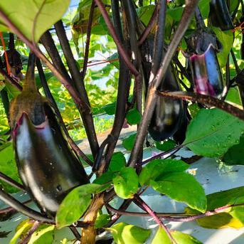 【旬祭限定】☆10%増量中☆信州の高原より新鮮野菜をお届け！旬の野菜セット７種(レギュラー) 旬の野菜セット７種 野菜/野菜セット・詰め合わせ通販