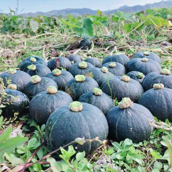 カボチャ 栗っプチ(約1.5kg 3-6玉）チッチャく甘い。栗かぼちゃ界の