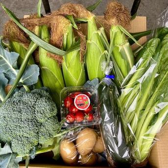 朝採り直送！甘ーいとうもろこし5本＆採りたて野菜5品 ｜ 野菜/野菜 
