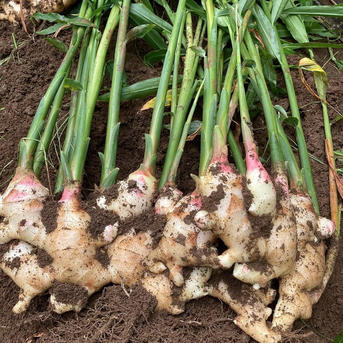 高知県産　朝採れ直送新生姜 箱込み10キロ 高知県産 朝採れ直送新生姜 箱込み10キロ ｜ 野菜/薬味 産直アウル