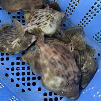 御要望が多かった【肝パンカワハギ詰め合わせ】がやってきました‼️ 2キロ 魚介類/魚介セット・詰め合わせ通販