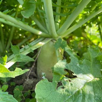 【自然栽培】大根（だいこん）10㎏（農薬・肥料不使用） 10kg 野菜/大根通販