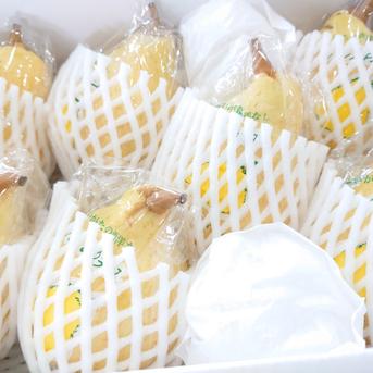 たかはし果樹園謹製 「ル・レクチェ」 厳選品 大玉 約3kg 厳選品 大玉 約3kg(6〜7個入り) 果物/梨通販