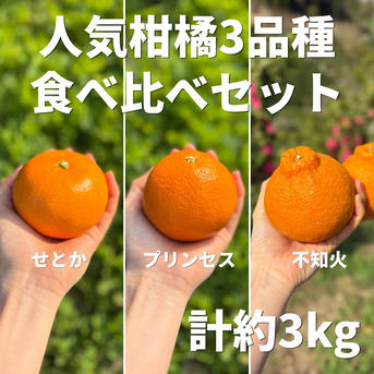 柑橘詰め合わせ 3種 計3kg せとか プリンセス 不知火 食べ比べ 愛媛県