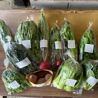 キラピカ野菜BOX8品平飼いたまごセット【農薬化学肥料不使用】 農の島