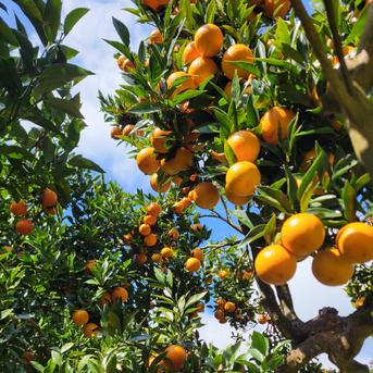 家庭用】屋久島名産たんかん10キロ | 果物/オレンジ・その他みかん