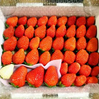 ２箱！トクトク🍓いちごの宝石箱！酵素栽培の完熟いちご 2箱トクトクいちごの宝石箱 果物/いちご通販