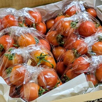 青森県産 ミニトマト ほれまる 1.2kg ｜ 野菜/トマト 産直アウル 農家
