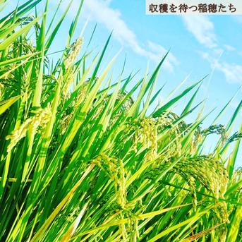 令和8年産 岡山県産 にじのきらめき 20kg 玄米 ｜ 米・穀物/玄米 産直