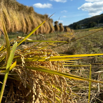 無農薬天日干しコシヒカリ玄米10キロ ｜ 米・穀物/玄米 産直アウル