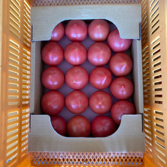 高糖度トマト サイズミックス 2箱 ｜ 野菜/トマト 産直アウル 農家
