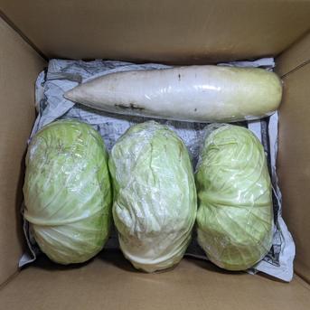 キャベツ、ダイコン、カブ、サトイモ、ホウレンソウ、わさび菜 約7.1kg 野菜/野菜セット・詰め合わせ通販