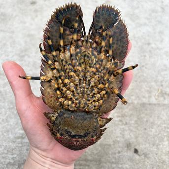 【期間限定セール】ゾウリエビ　３㎏　1500円off ３㎏　15匹～24匹 魚介類/エビ通販