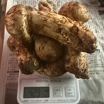 長野県産松茸【約500g】 | 野菜/きのこ 産直アウル 農家から直接