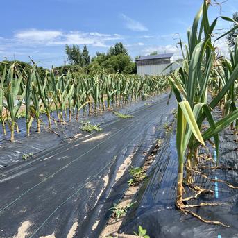 北海道在来　通称「ピンクにんにく」(R6・札幌産)0.5kg 0.5kg 野菜/にんにく通販