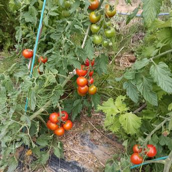 はじめまして特別価格】飛騨高冷地 夏野菜セット 70〜80cmダンボールに