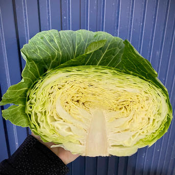 常温便今が旬！湖国のキャベツ ｜ 野菜/キャベツ 産直アウル 農家