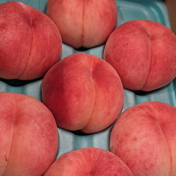 採れたて発送！初夏の桃【あかつき】小布施産家庭用3kg7〜11玉 桃およそ7〜11個 果物/もも通販