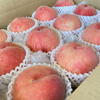 甘くてジューシー♡山形県産もも♡あかつき♡たっぷり12個 桃12個前後 果物/もも通販