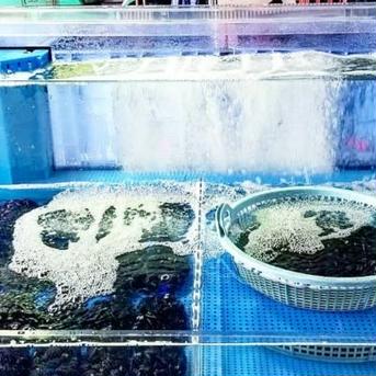 《お中元》【Ｍ,Ｌサイズ食べ比べ】1年で1番美味しい今が旬 + 研究を重ね究極にこだわりぬいた自慢の活しじみ！完全砂抜き済み！茨城県 涸沼湖産 究極 1.6㎏(Ｍ1.0㎏,L600g)【熨斗付き】 1.6kg 魚介類/しじみ通販