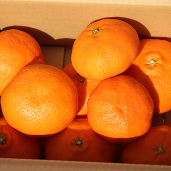 甘平 家庭用4kg ｜ 果物/オレンジ・その他みかん 産直アウル 農家