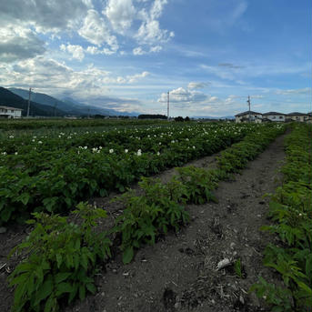 大山山麓栽培期間中 農薬化成肥料不使用 じゃがいも1.5㎏ 玉葱1.5㎏【送料込 大山山麓 栽培期間中農薬化成肥料不使用じゃがいも1.5㎏玉葱1.5